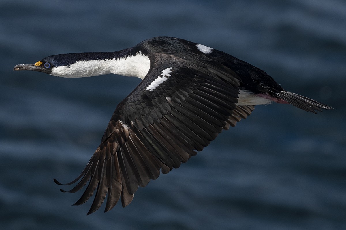 Antarctic Shag - Bernardo Alps