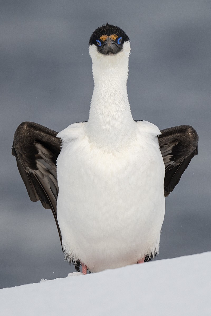 Imperial Cormorant (Antarctic) - Bernardo Alps