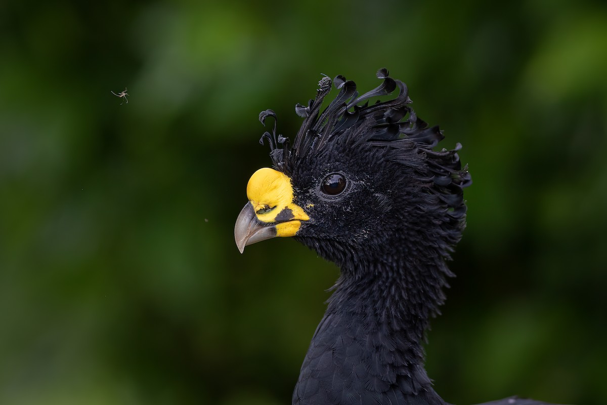 Great Curassow - Sam Wilson