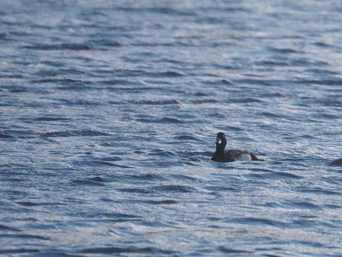 Lesser Scaup - ML400939281