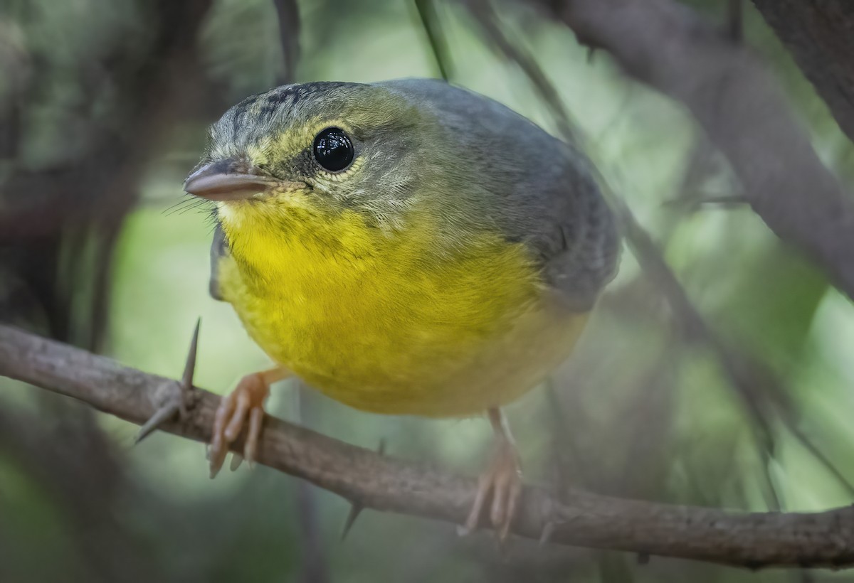 Golden-crowned Warbler - ML400939391