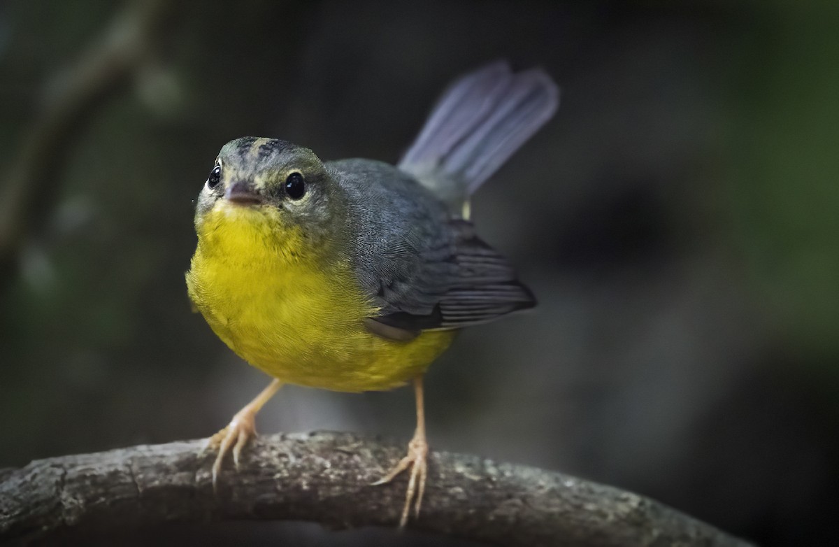 Golden-crowned Warbler - ML400939531