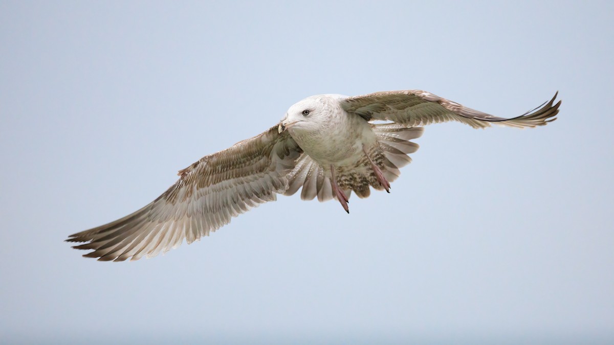 American Herring Gull - ML400939871