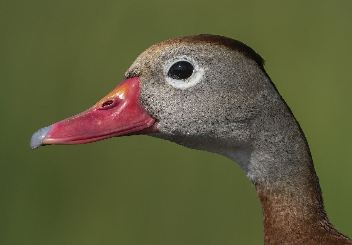 Black-bellied Whistling-Duck - Anonymous