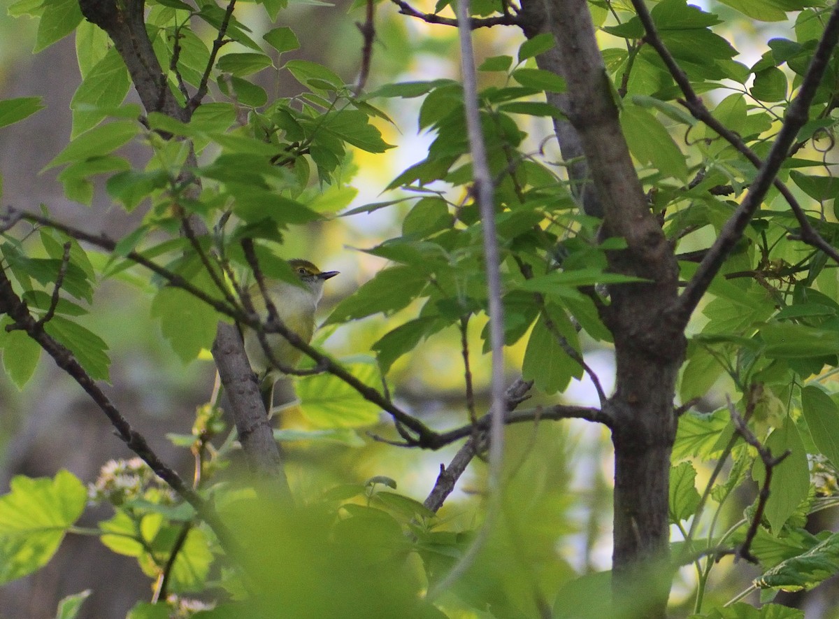 White-eyed Vireo - ML400940101