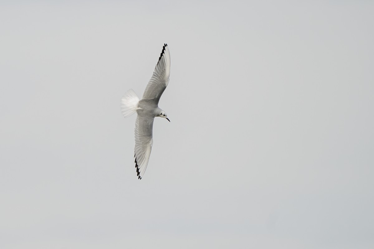 Bonaparte's Gull - ML400940691