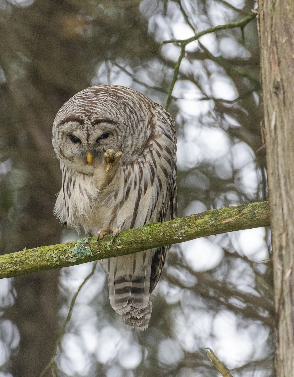 Barred Owl - ML400941041