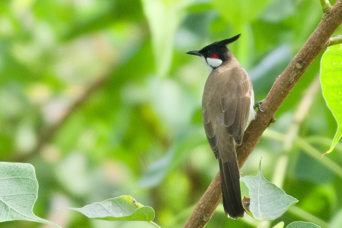 Red-whiskered Bulbul - S Rama Chandran