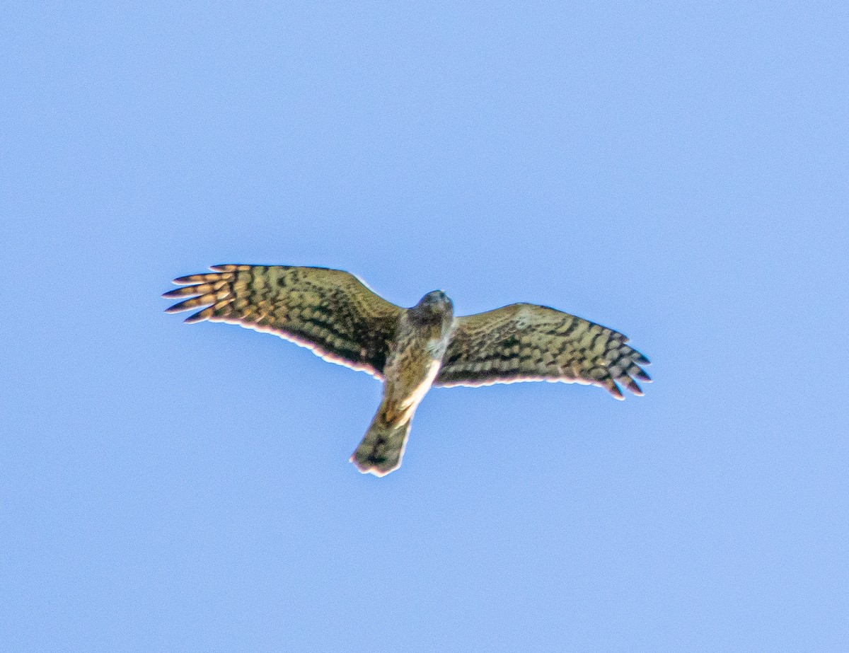 Northern Harrier - ML400944731