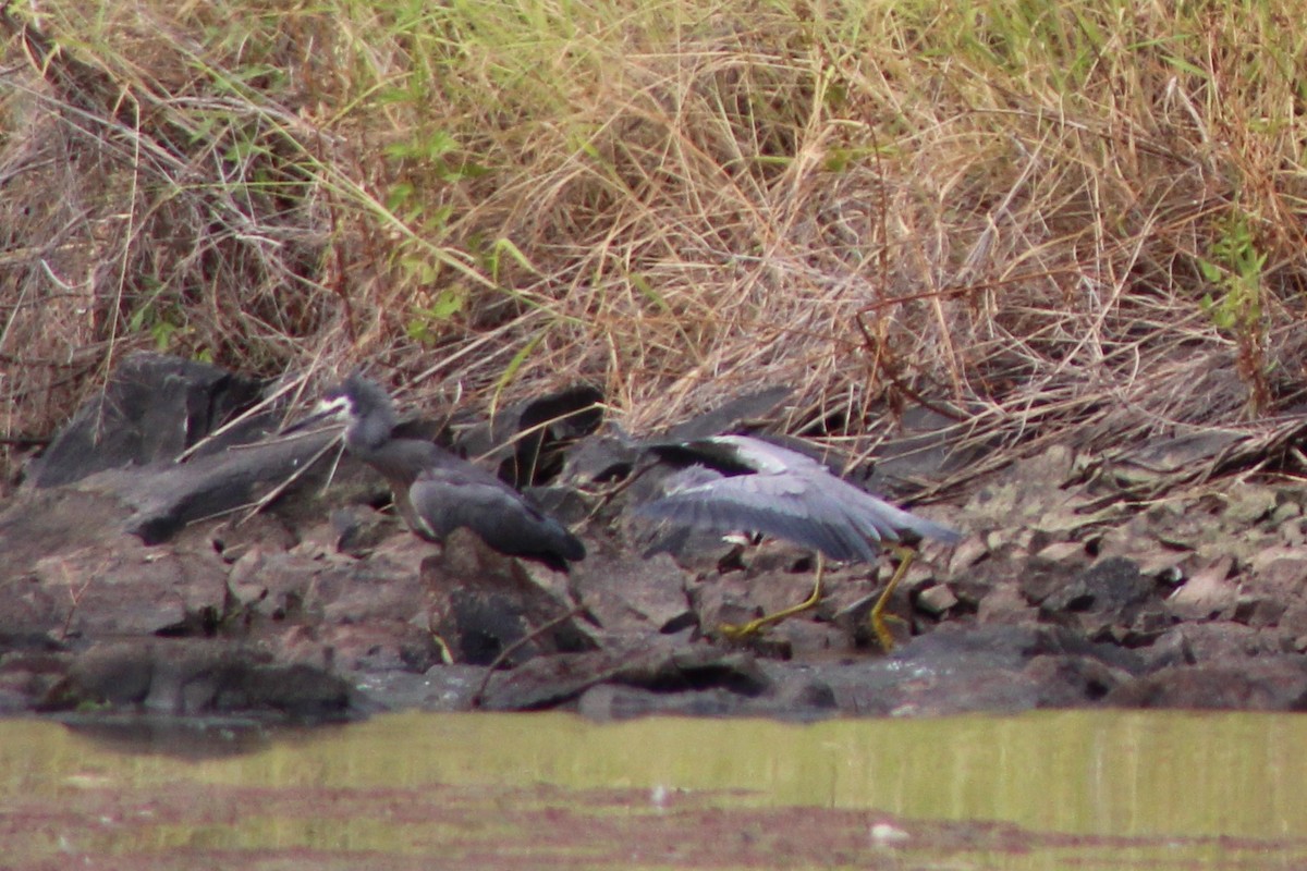 White-faced Heron - ML400944991