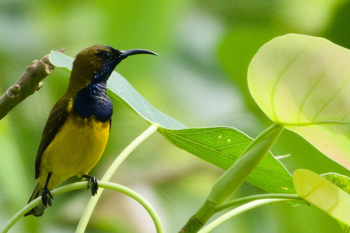 Ornate Sunbird - S Rama Chandran