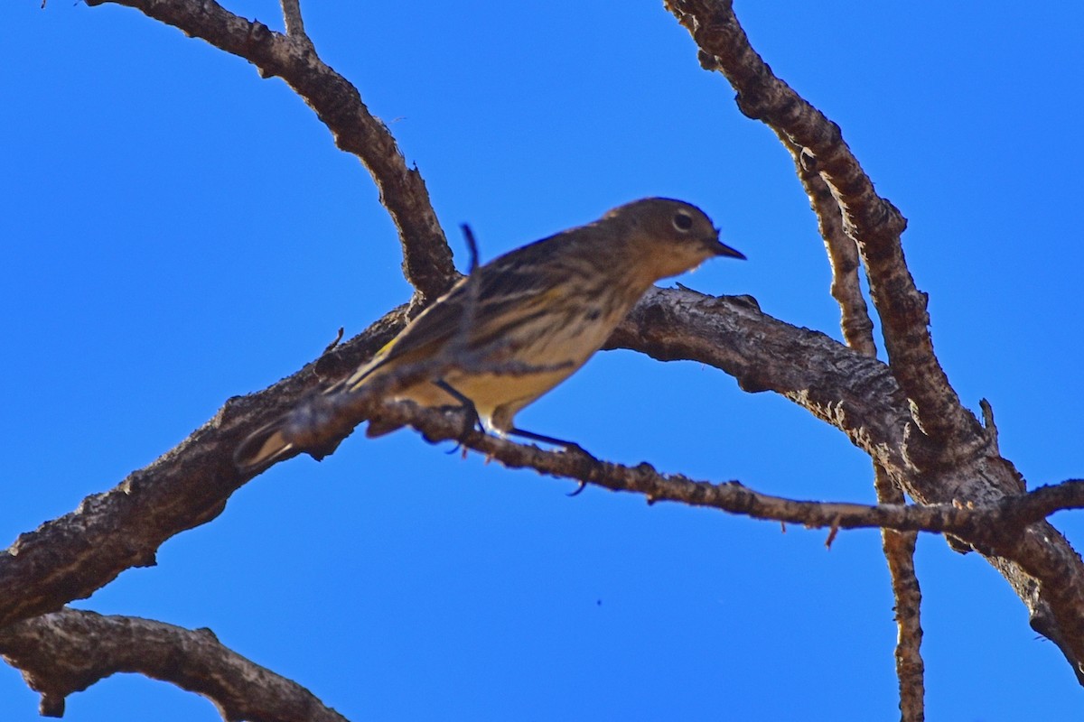 Yellow-rumped Warbler (Myrtle) - ML40094531