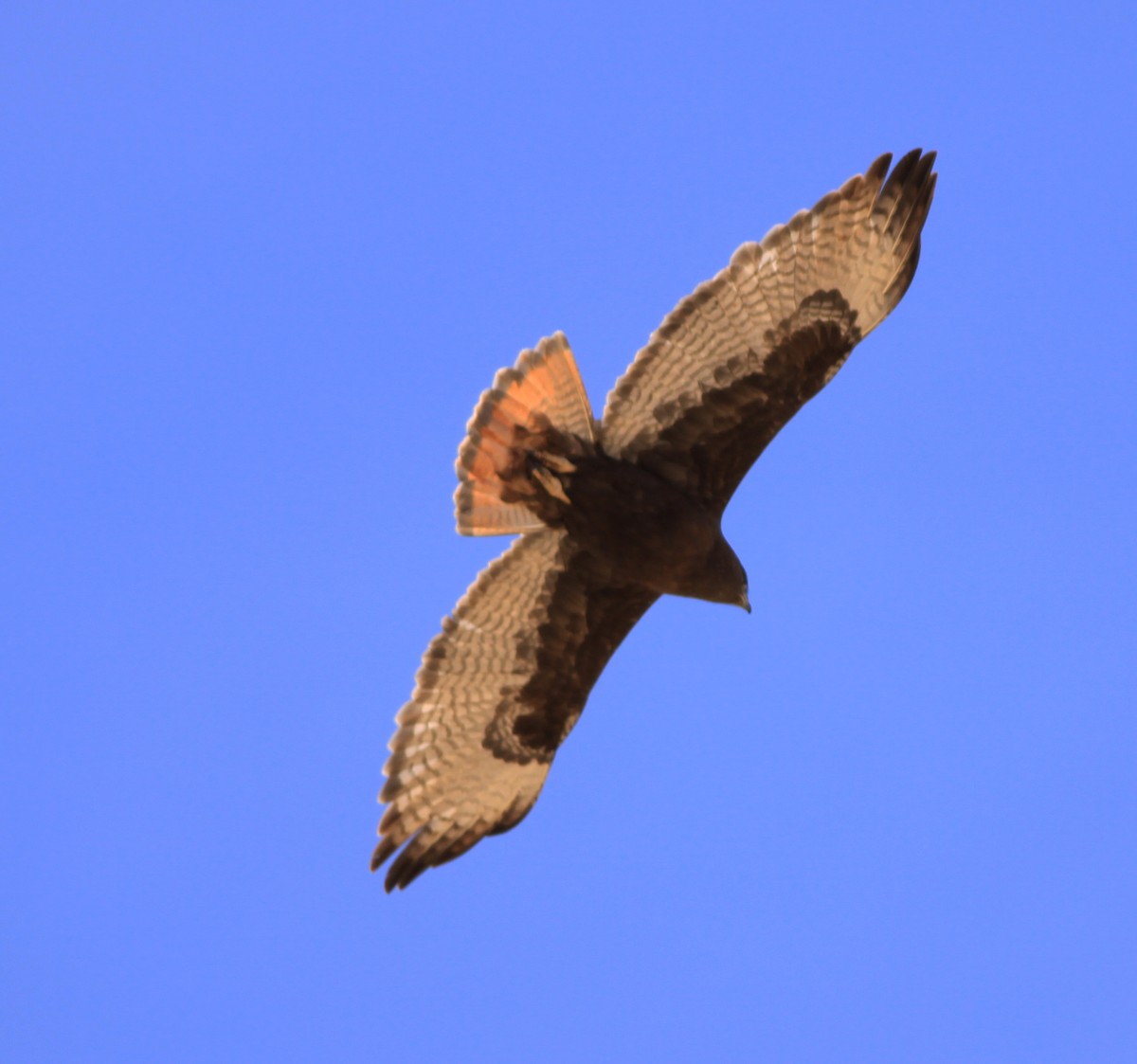 Red-tailed Hawk - ML400945571