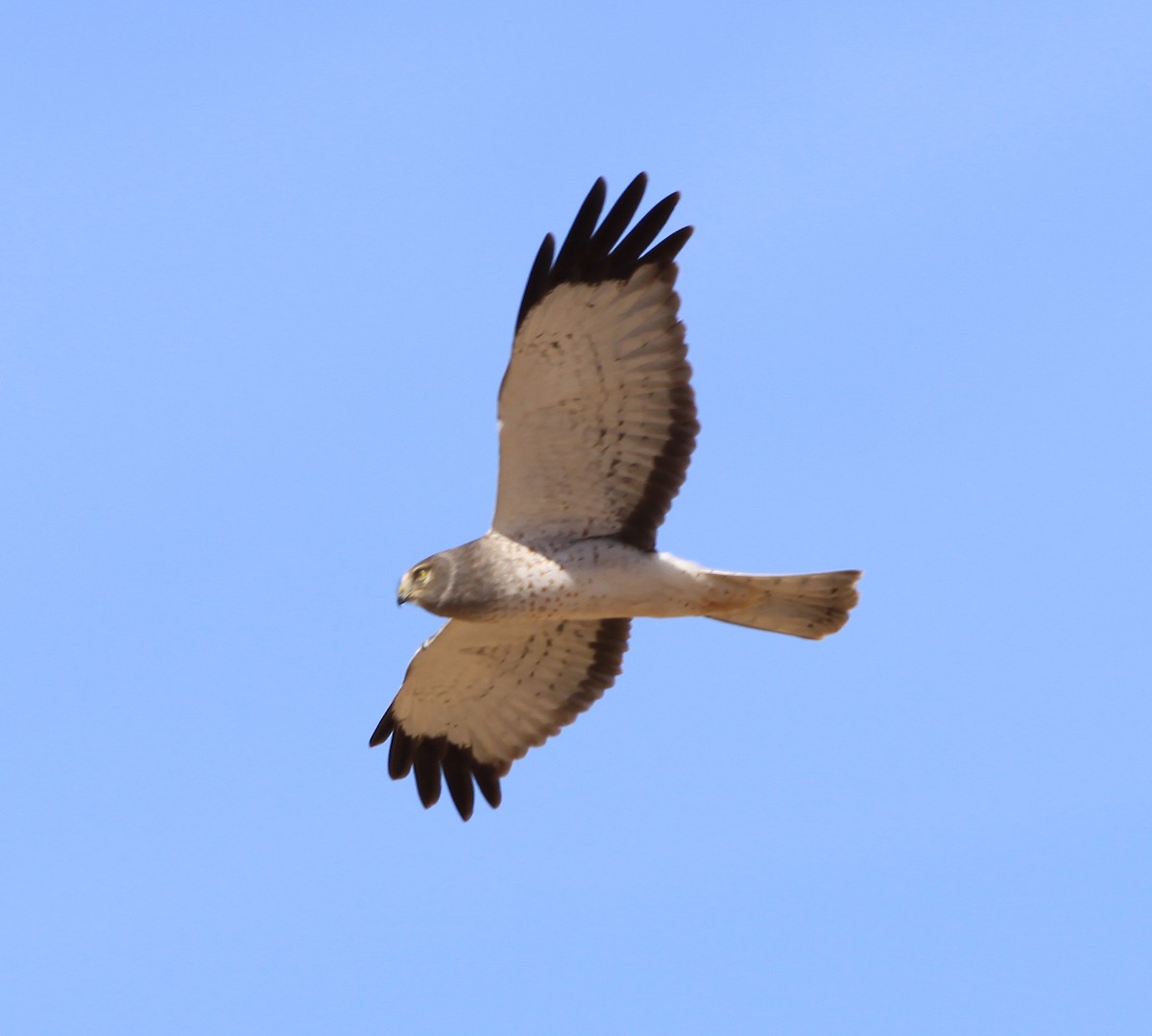 Northern Harrier - ML400945641