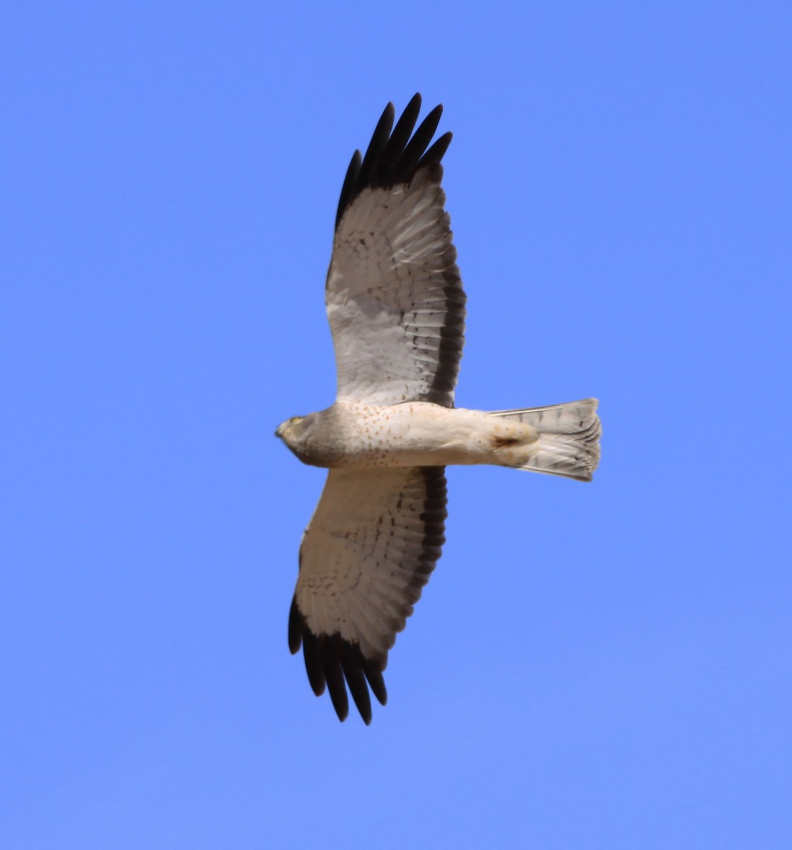 Northern Harrier - ML400945661