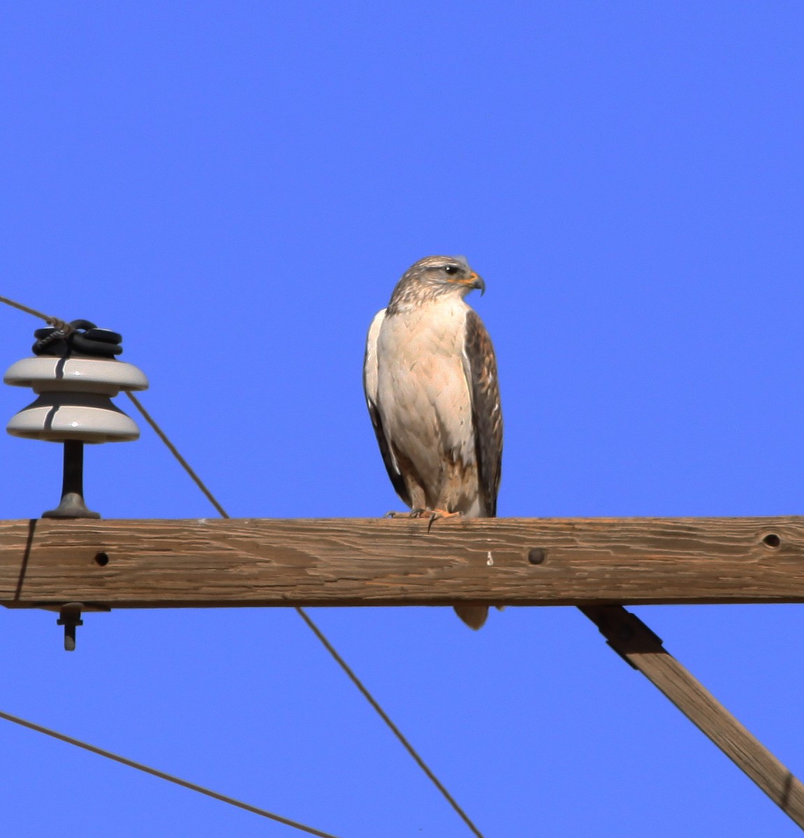 Ferruginous Hawk - ML400945771