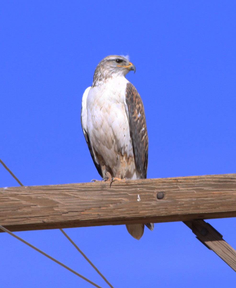 kongevåk - ML400945781