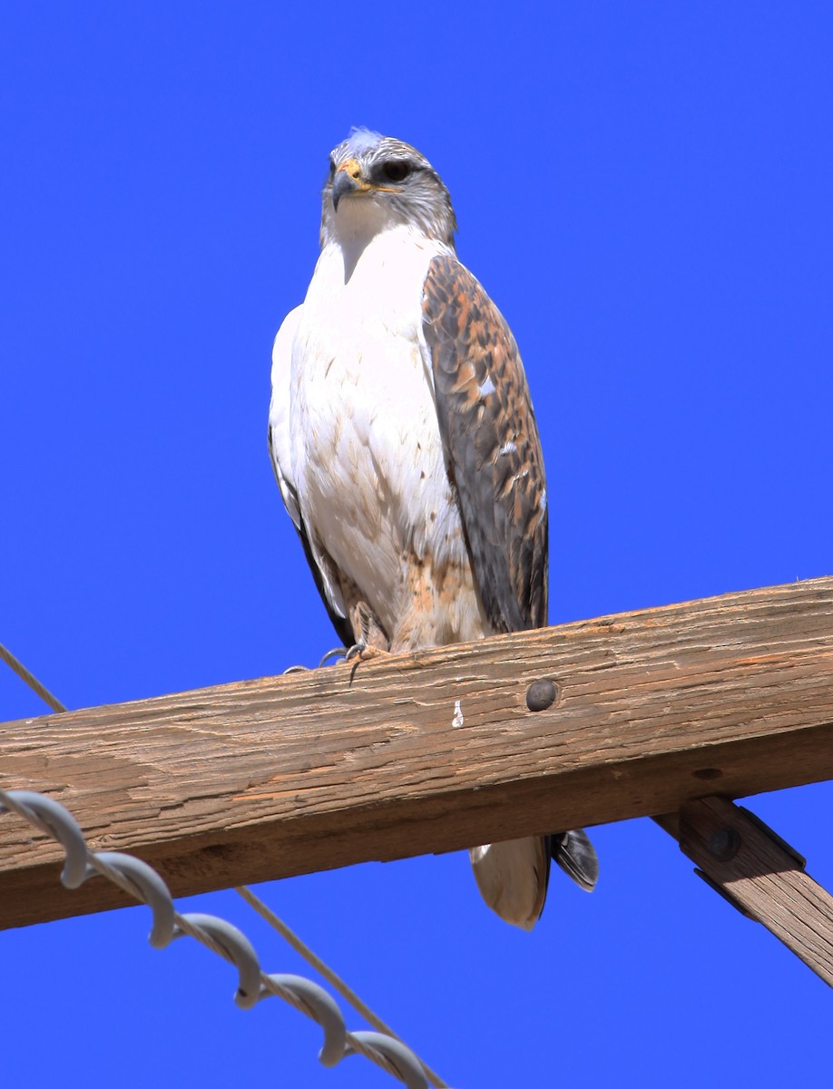 kongevåk - ML400945791