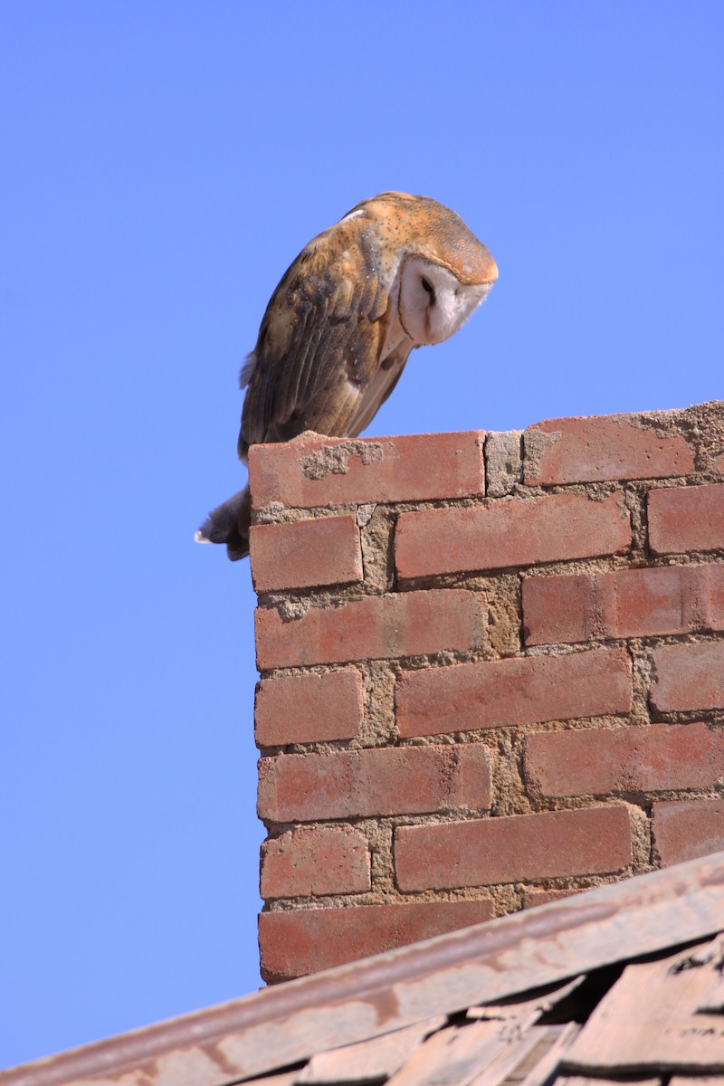 American Barn Owl - ML400945881
