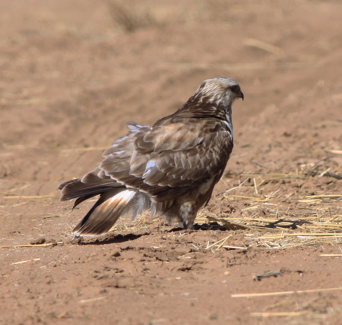 Rough-legged Hawk - ML400945901