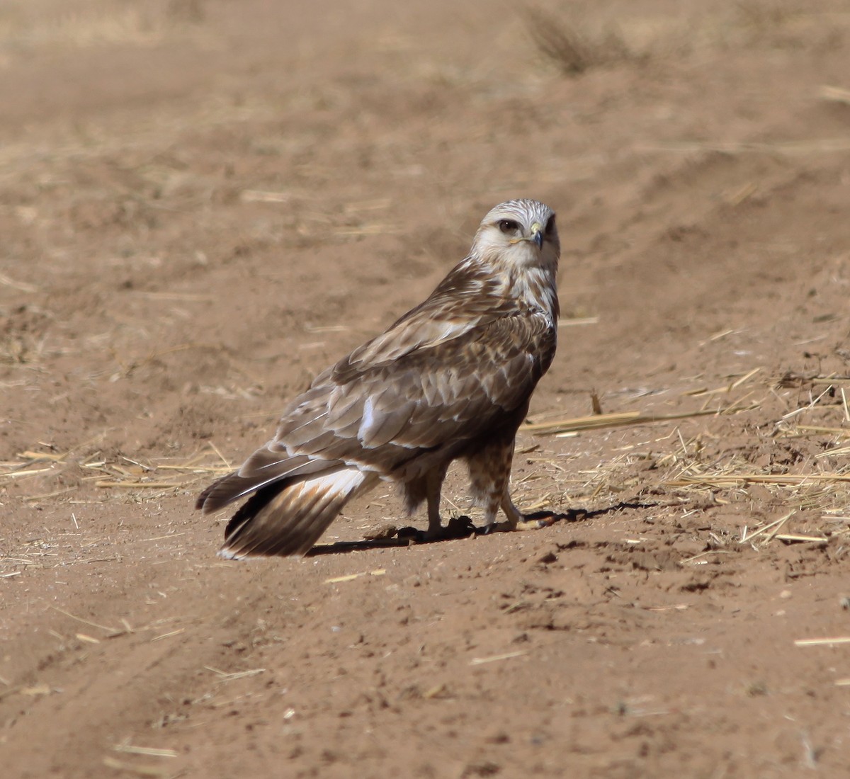 Rough-legged Hawk - ML400945911