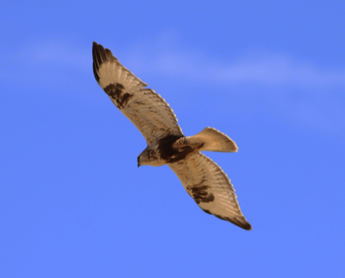 Rough-legged Hawk - ML400945921