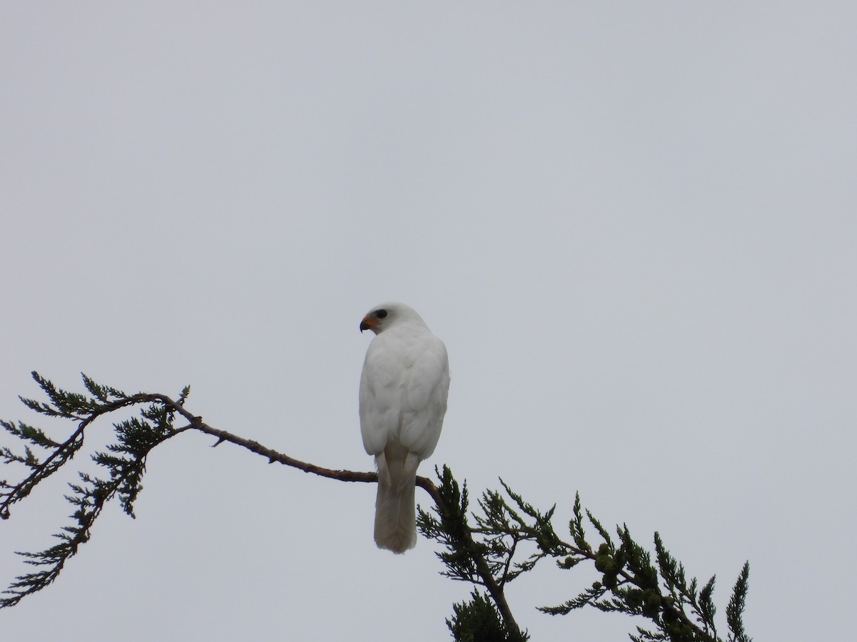 Gray Goshawk - troy and karyn zanker