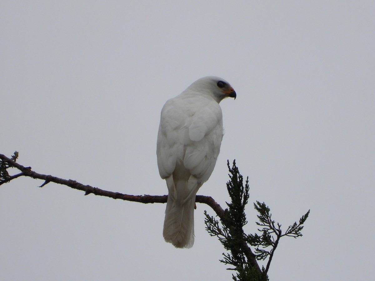 Gray Goshawk - troy and karyn zanker