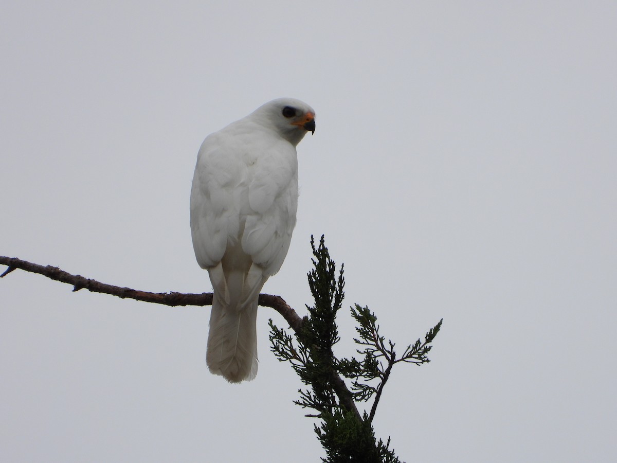 Gray Goshawk - troy and karyn zanker