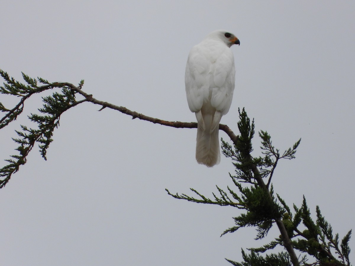 Gray Goshawk - troy and karyn zanker