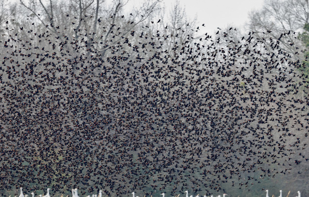 Red-winged Blackbird - ML400946681