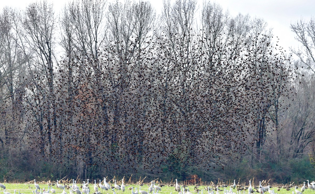 Red-winged Blackbird - ML400946741