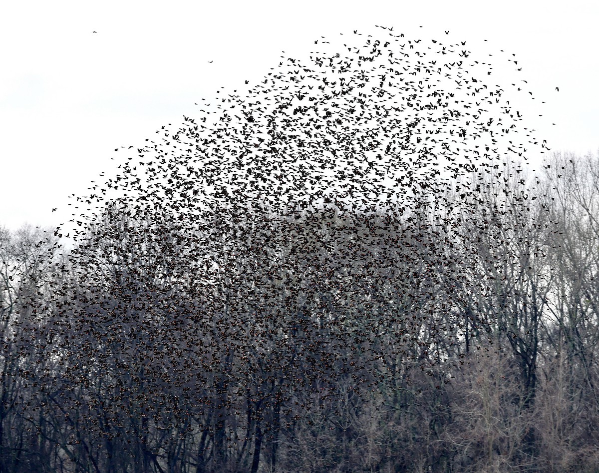 Red-winged Blackbird - ML400947271