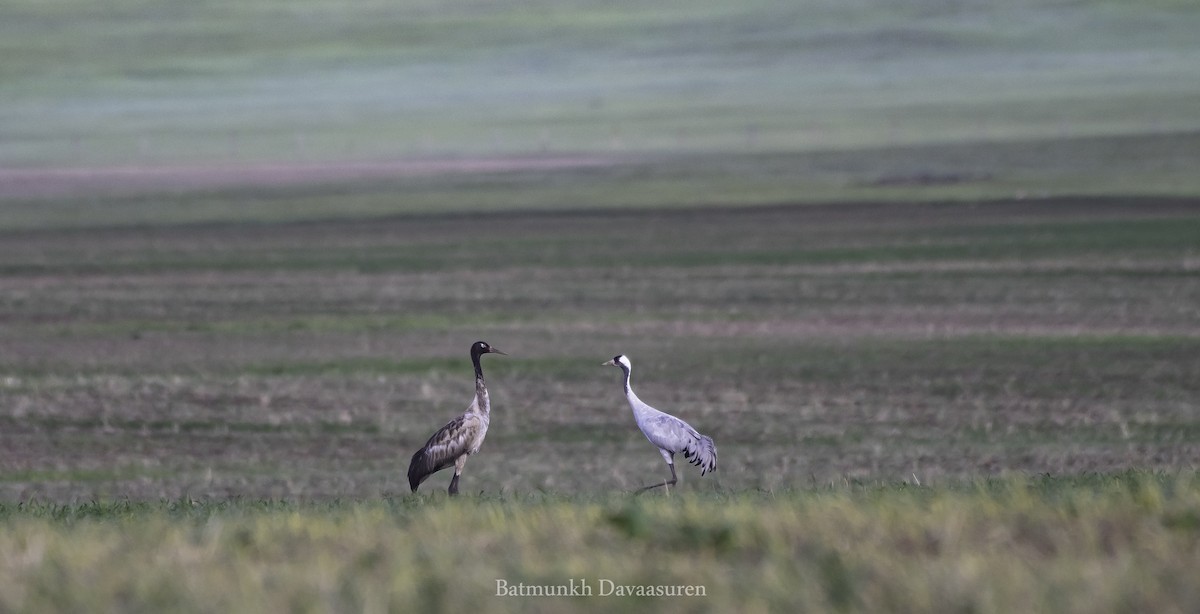 Black-necked Crane - ML400948221