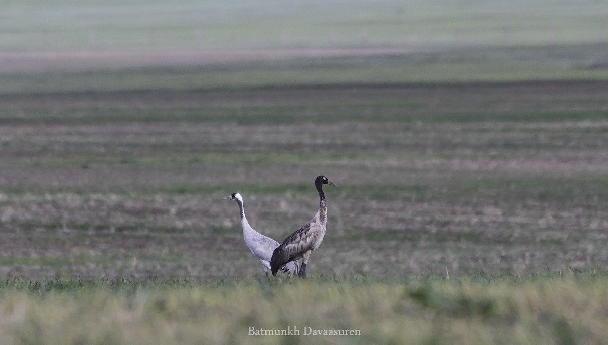 Black-necked Crane - ML400948231