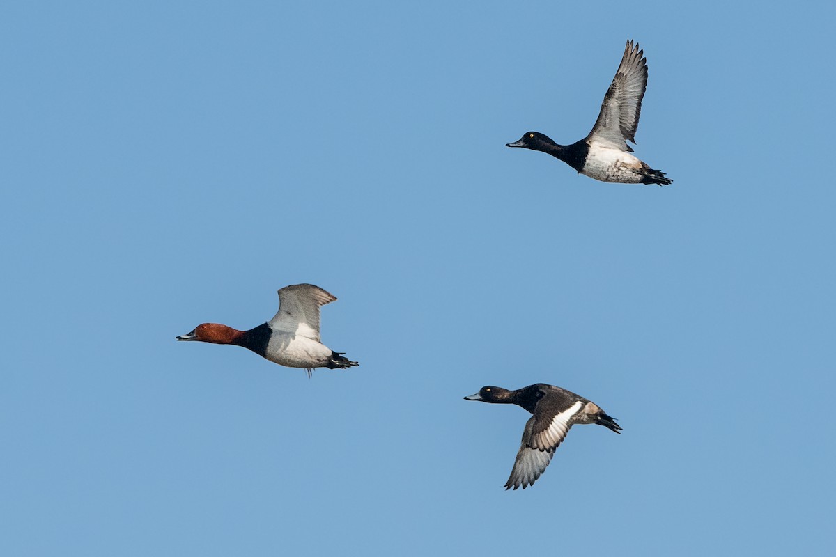 Tufted Duck - Vivek Saggar