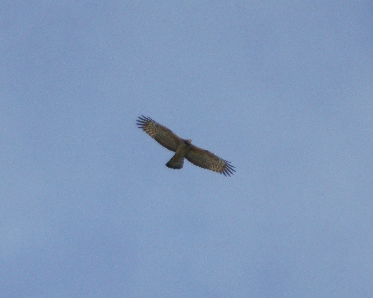 Oriental Honey-buzzard - ML400950851