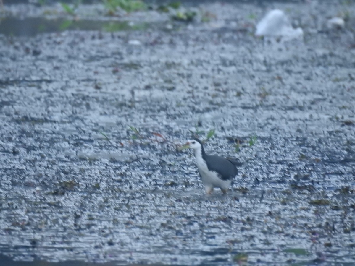 White-breasted Waterhen - ML400950961