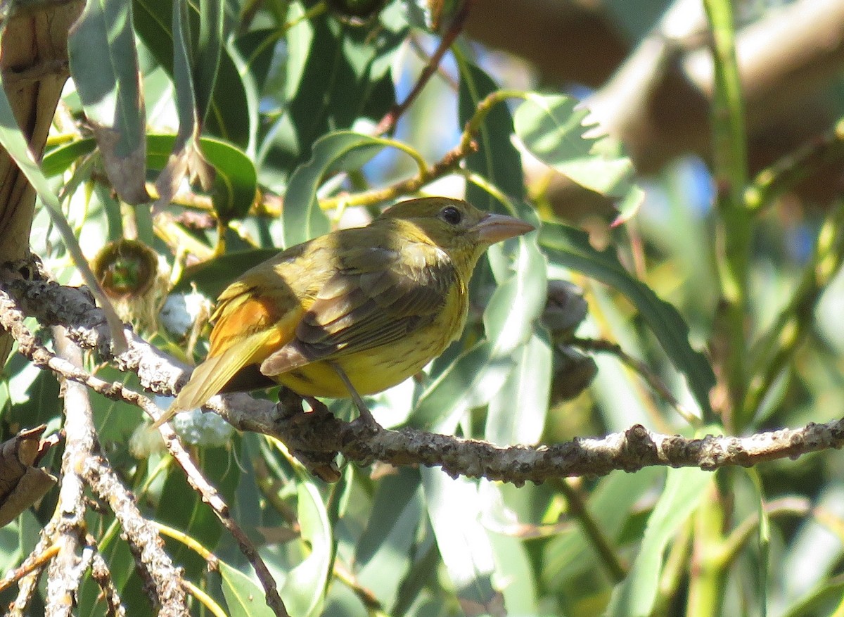 Summer Tanager - ML400951291