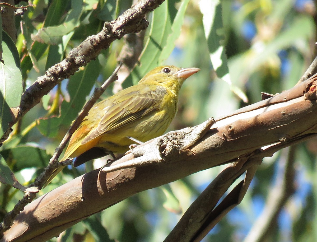 Summer Tanager - ML400951311