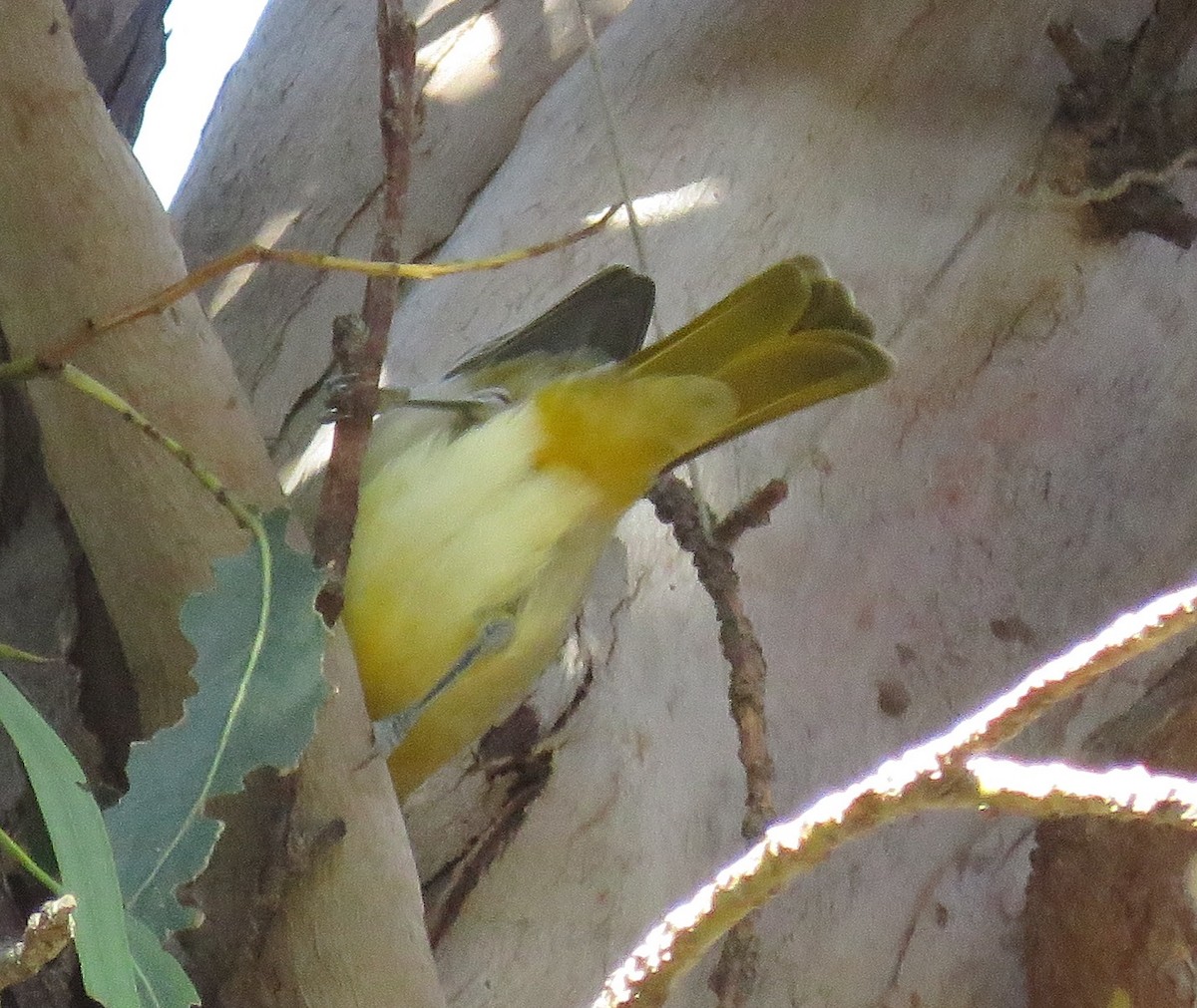 Bullock's Oriole - ML400951491