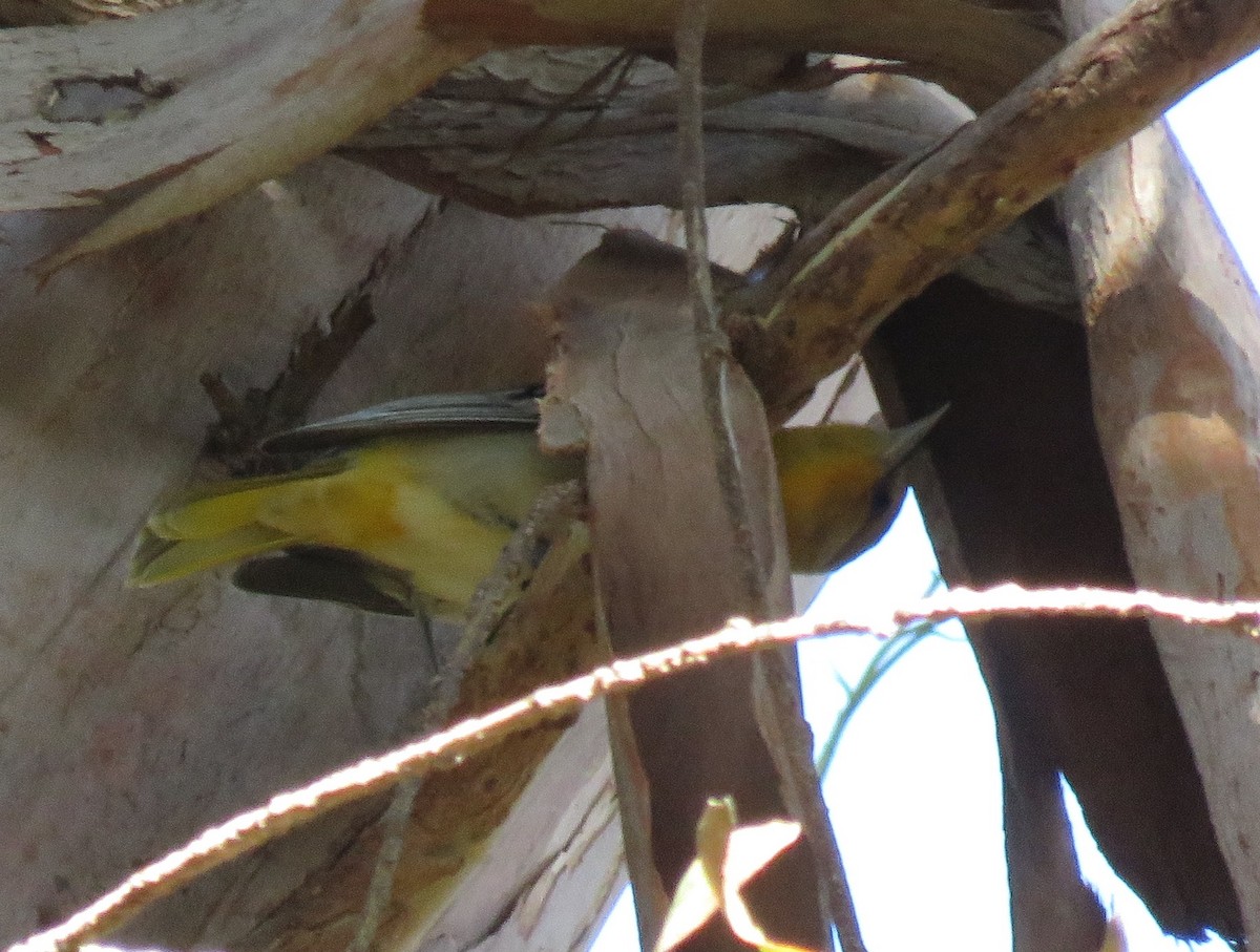 Bullock's Oriole - ML400951501