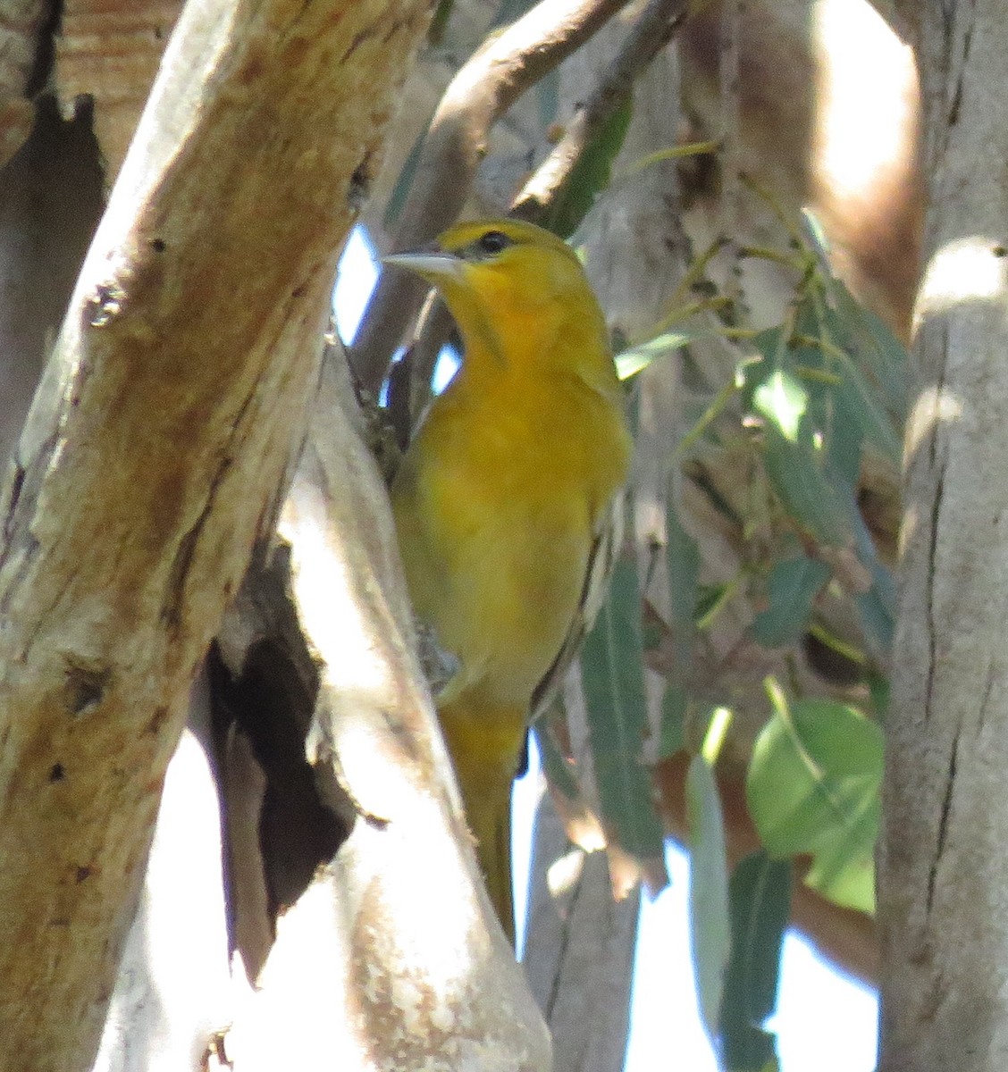 Bullock's Oriole - ML400951511