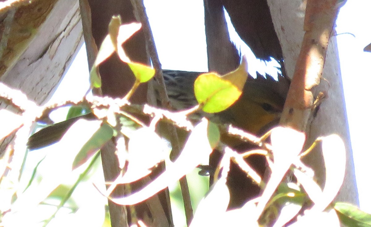 Bullock's Oriole - ML400951521