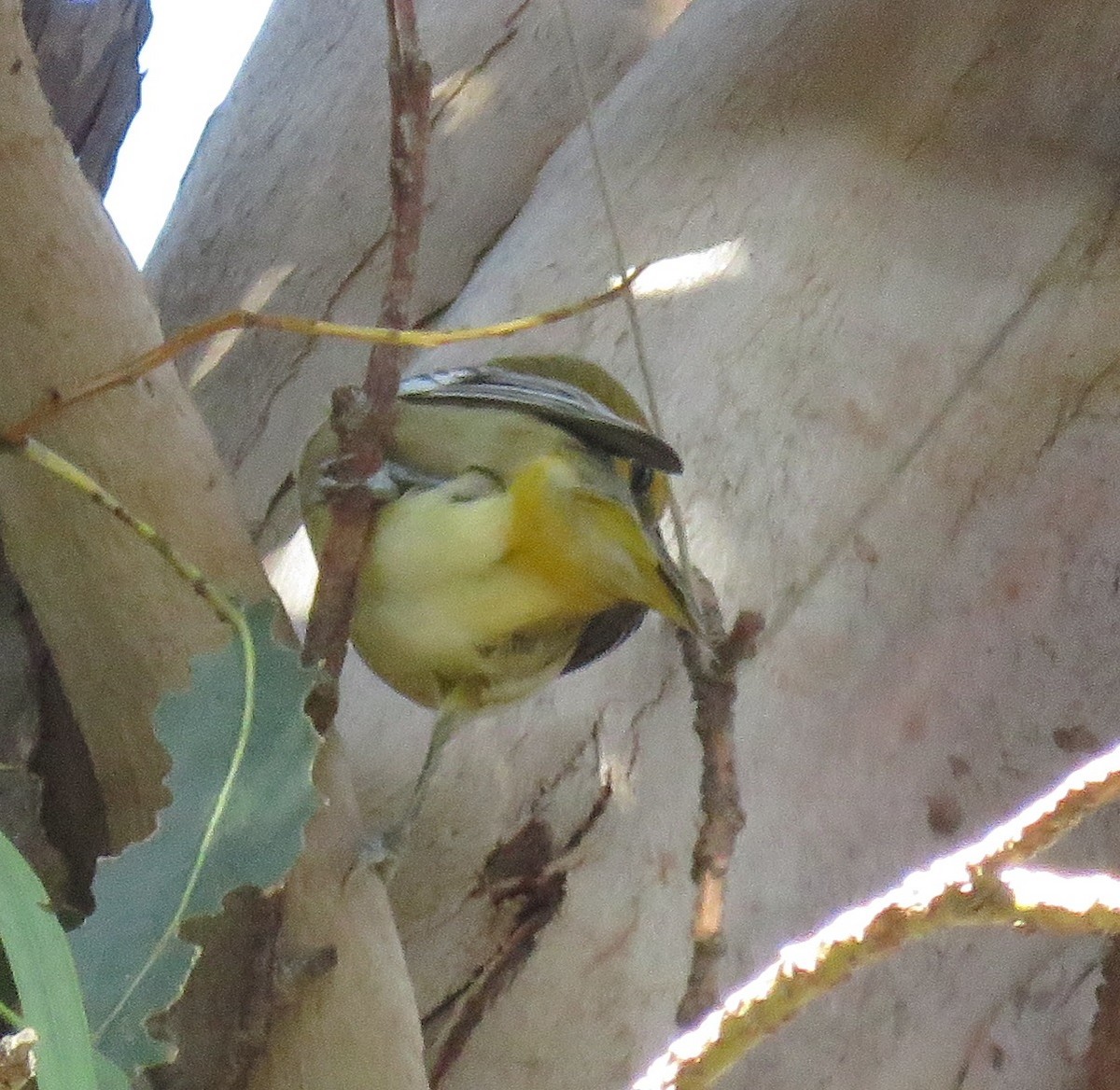 Bullock's Oriole - ML400951531
