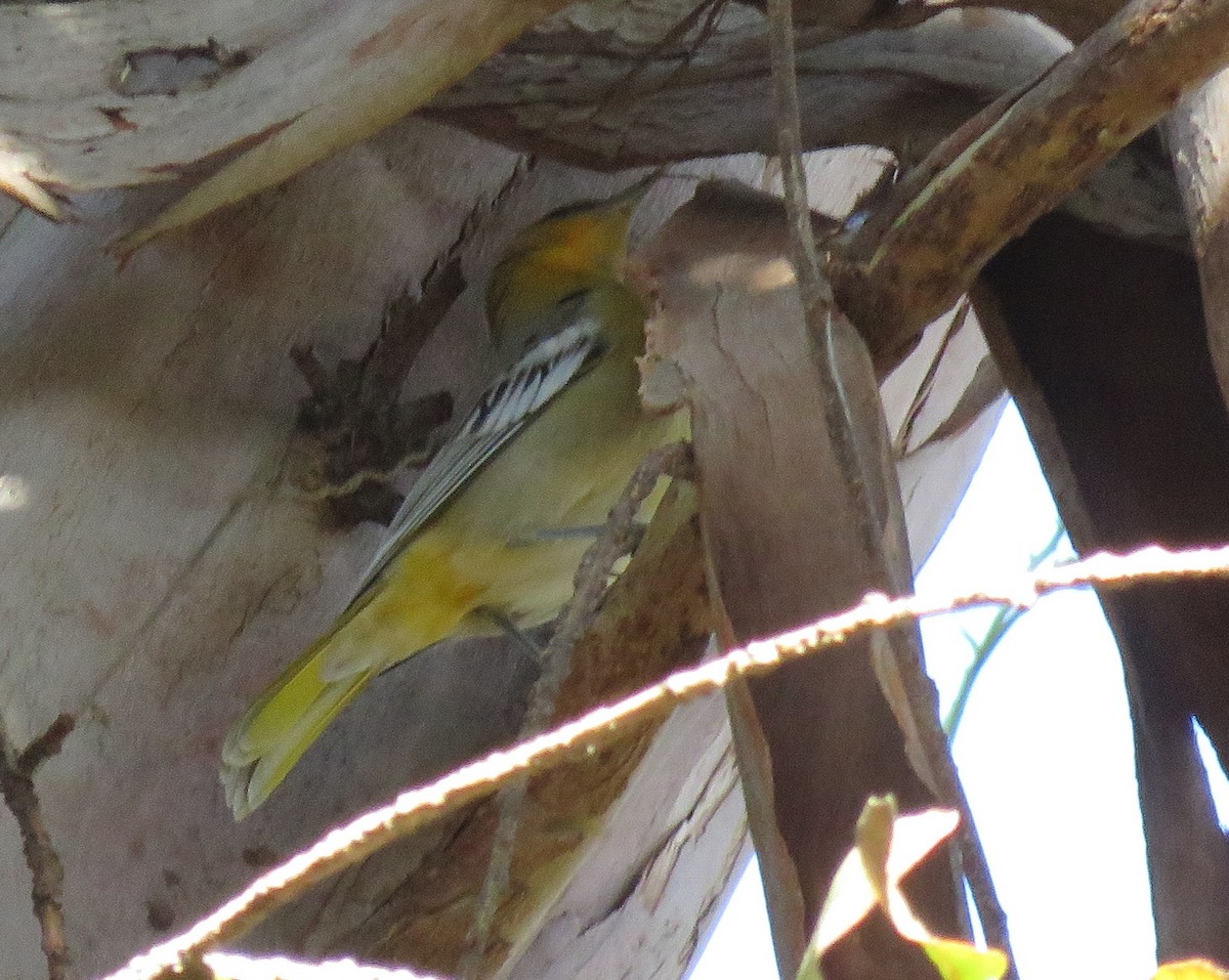 Bullock's Oriole - ML400951541