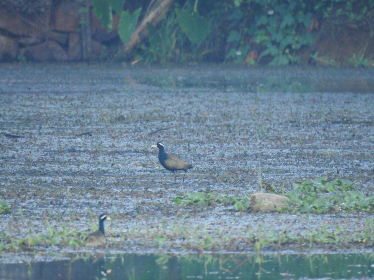 Bronze-winged Jacana - Chins  Chandran