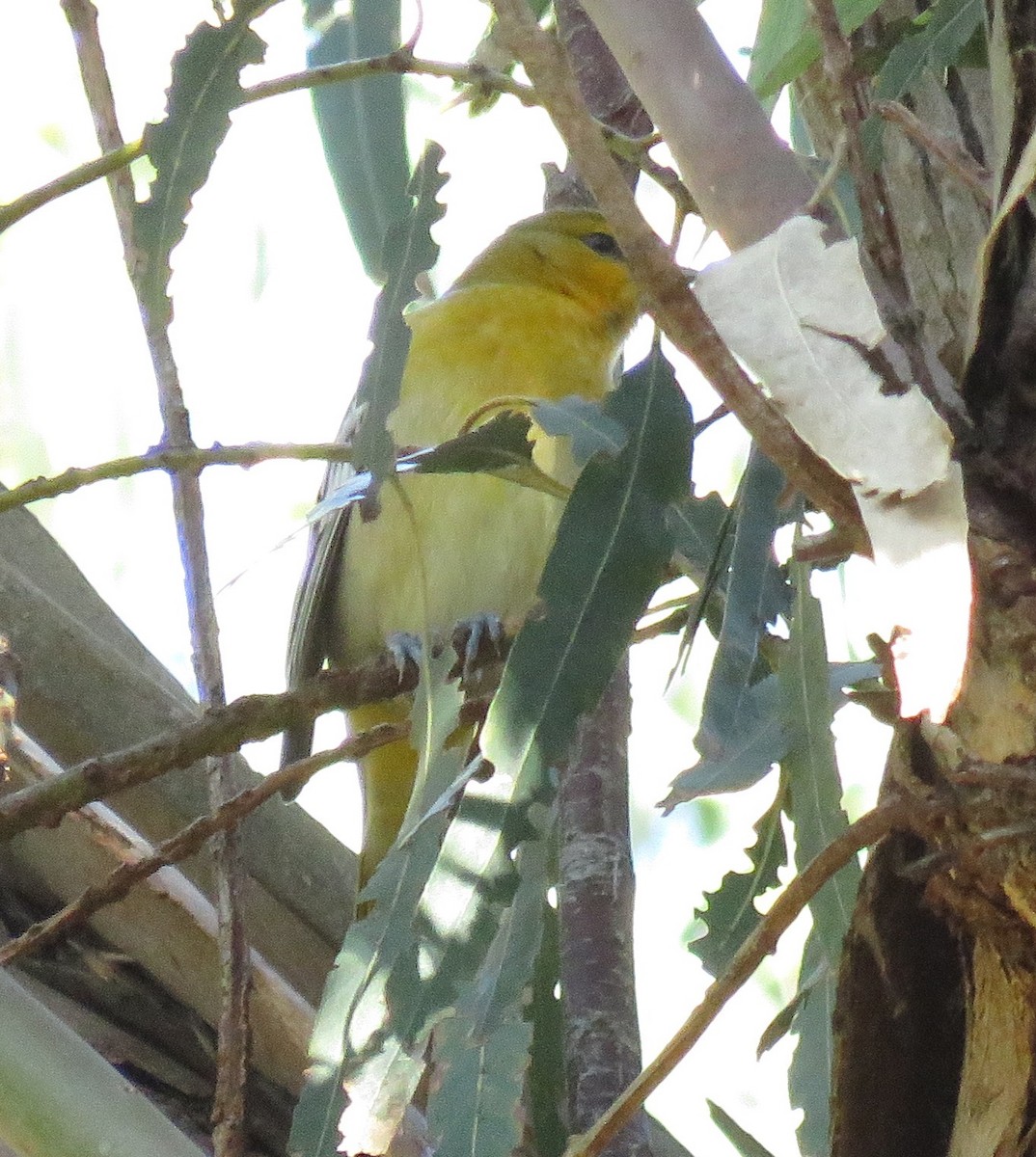 Bullock's Oriole - ML400951571