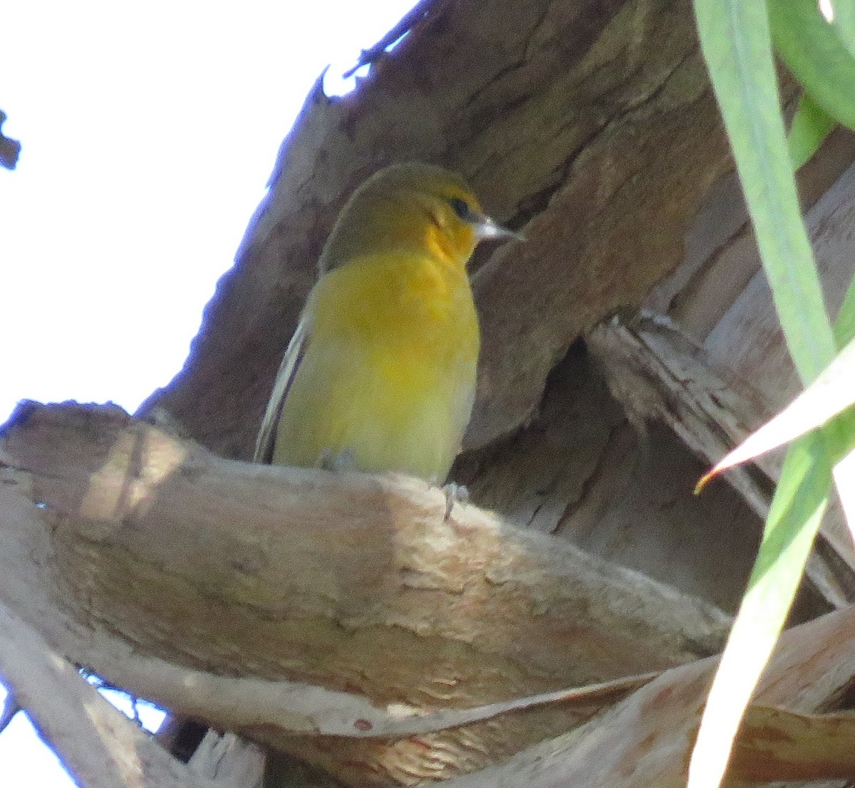Bullock's Oriole - ML400951581
