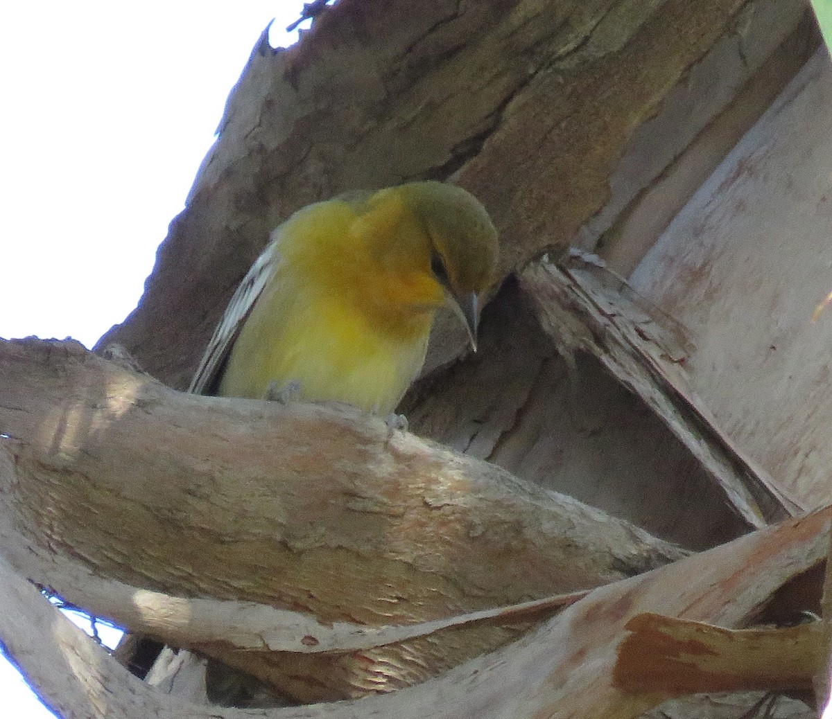 Bullock's Oriole - ML400951591